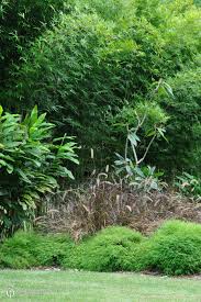 Image result for Pogonatherum paniceum