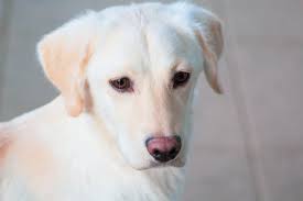 Labrador Retriever Blanco ¿Existen? Aquí te lo contamos todo