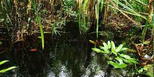 Betta fish are aggressive by nature. Setting Up A Betta Aquarium Properly The Aquarium Guide