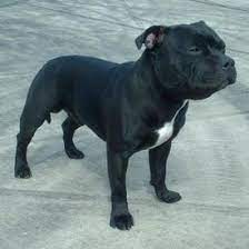 Staffordshire Bull Terrier Facts And Information Viovet