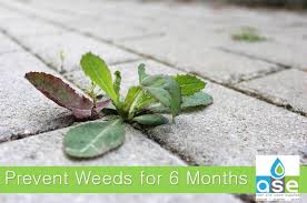 8422 n 32nd lane, phoenix, az 85051. Ase Pest Weed Supplies Home Facebook