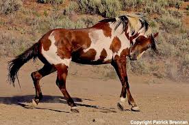Black And White Paint Horses For Sale In Colorado Picasso Wild Horses Photography Horses Mustang Horse