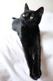 Photo Http Bungalowclassic Tumblr Com Kara Kedi Evcil Hayvanlar Kedi