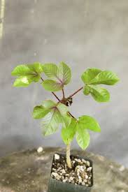 Image result for Jatropha gossypiifolia