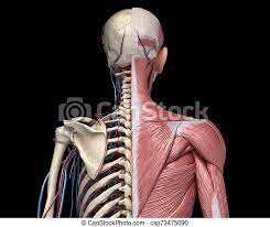 Third, the muscles of the torso do not move just the torso (vertebral column and rib cage) but first, let's look at the torso muscles according to their placement on the body from front (anterior), back. Human Torso Skeleton With Muscles Veins And Arteries Back View Human Anatomy Torso Skeleton With Muscles Veins And Canstock