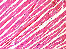 Find the best anatomy coloring pages for kids & for adults, print 🖨️ and color ️ 71 anatomy coloring pages ️ for free from our coloring book 📚. Tissue Definition And Examples In Biology