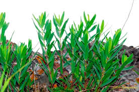 Image result for Euphorbia spissiflora