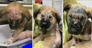 View available dogs, cats, rabbits, horses and more. B C Spca Seeks Help Caring For Six Abandoned German Shepherd Puppies Ctv News