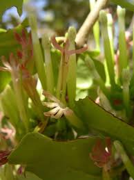 Image result for Tapinanthus