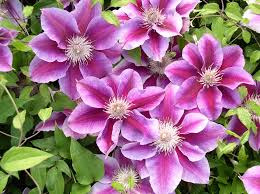 Check spelling or type a new query. Donahue S Greenhouse