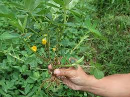 Image result for Arachis hypogaea