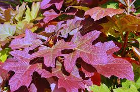 Image result for Hydrangea quercifolia