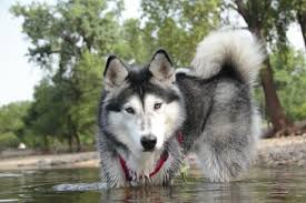 This makes this the oldest. Fun Facts About Pets Animals Cats Dogs