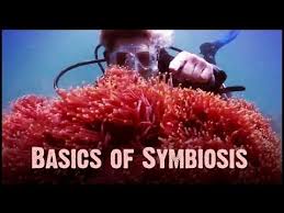 Birdman Money To Blow Symbiosis Mutualism Commensalism And Parasitism Biology Classroom Teaching Biology Ap Environmental Science