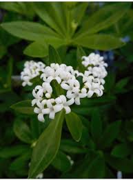 Image result for Galium