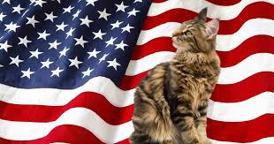 When you adopt a new pet when he is still a baby, you don't really know what he will look like when he is full grown. A List Of Maine Coon Adoptions And Rescue Centers In The Us Maine Coon Expert