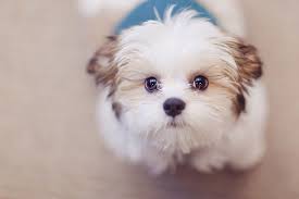 Pin On Beautiful Dog