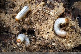 Engerlinge Bekampfen Hochbeet Rasen Schutzen Engerlinge Schadlinge Im Garten Gartenprodukte