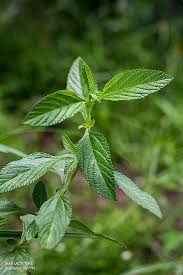 Image result for Lippia plicata