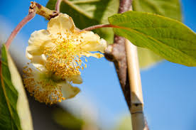 Some trees have a single gender but many do not. Kiwi Plant Gender Difference Between Male And Female Kiwi Vines