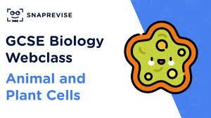 Animal and plant cell gcse questions. Gcse Biology Animal And Plant Cells Revision Webclass Youtube