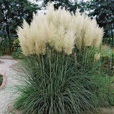 Pampas Grass Pampas Grass Landscape Grasses Landscaping Ornamental Grasses