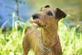 The irish terrier is a dog breed from ireland, one of many breeds of terrier. Irish Terrier Dog Breed Information