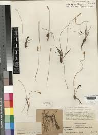 Image result for Aponogeton stuhlmannii