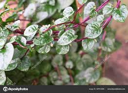 Image result for Basellaceae