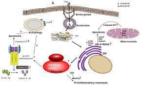 Toxins Free Full Text Shiga Toxins As Multi Functional Proteins Induction Of Host Cellular Stress Responses Role In Pathogenesis And Therapeutic Applications Html