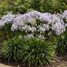 Image result for Ellipanthus