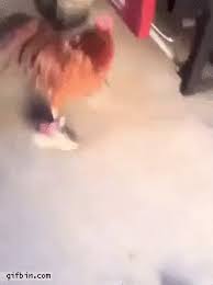 Check spelling or type a new query. Chicken Wearing Shoes Best Funny Gifs Updated Daily