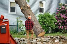 Maybe you would like to learn more about one of these? 2021 Tree Removal Costs Prices To Cut Down A Tree By Size