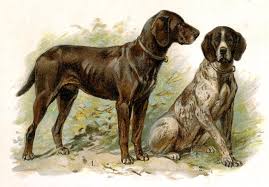 Image result for německý ohař dlouhosrstý