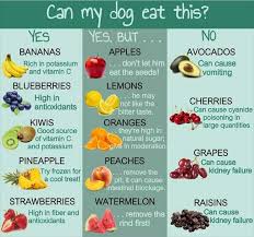 Pin By Natasa Pozar Barut On Ryott Apaulinaire Foods Dogs Can Eat Fruit Dogs Can Eat Dog Food Recipes