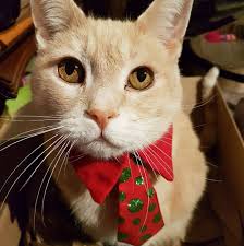 Adventures Of George