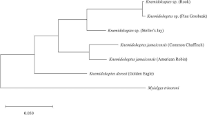 KNEMIDOKOPTES MITES AND THEIR EFFECTS ON THE GRIPPING POSITION OF THE FEET  OF STELLER'S JAYS (CYANOCITTA STELLERI)