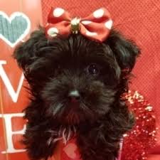 They love to be part of whatever their human is. Pixie Yorkiepoo Puppy 629281 Puppyspot