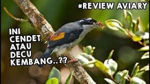 Jenis burung decu kembang, cara merawat decu kembang, daftar harga burung decu kembang terbaru, cara mengobati decu kembang, pakan terbaik decu kembang agar cepat gacor. Decu Kembang Gacor Decu Kembang Gacor Daftar Harga Burung Decu Terbaru Juni Berikut Ini Beberapa Suara Decu Kembang Asli Untuk Masteran Pysiorek90 Magazynka00