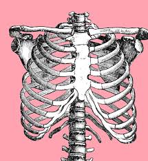 The ribs are oblique and their movements alternately increase and decrease the diameters of the thorax. Human Rib Cage Anatomy Page 1 Line 17qq Com