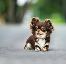 Pin On Chihuahua