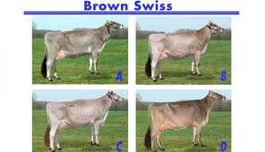 I Place This Class Of Brown Swiss Cows D B C A For Me D Is The Most Balanced Cow In The Class And Shows The Best Overall Dairy Quality Dairy Cows Brown Swiss