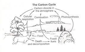 You can change the wording or create different questions to match your needs. The Carbon Cycle Coloring Page Worksheet Carbon Cycle Nitrogen Cycle Carbon Dioxide Cycle