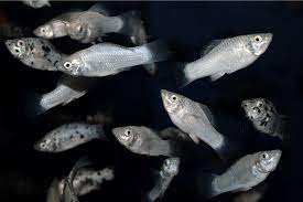 During the first few weeks, if baby does not wake themselves up in the middle of the night to eat, your pediatrician may recommend waking them for feedings. How Long Do Molly Fry Take To Grow Reach Full Size Pet Fish Online