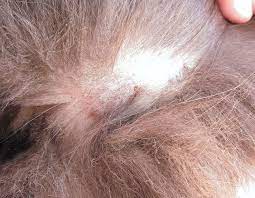 Cat hair loss or thinning hair down the middle of the back to the rump indicates a flea problem. Balding Spots At The Base Of Tail Not Itchy But All Back Is Sensitive To Touch Thecatsite