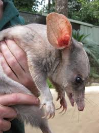 Pin On Animals Marsupials Sloths