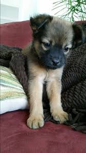 Maybe you would like to learn more about one of these? Fluffy Rottweiler Novocom Top