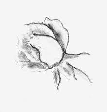 Disegni Facili Da Disegnare A Mano Libera Rosa Matita Chiaro Scuro Foglie Stelo Schizzo A Matita Disegni A Matita Schizzi