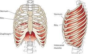 It encloses the thoracic cavity, which contains the lungs. Important Muscles For Respiration Episode 31 Anatomy On The Go