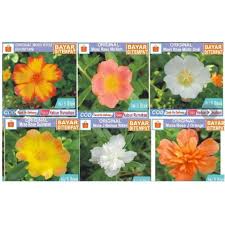 Anda bisa menemui tanaman ini tumbuh liar di selokan atau bahkan di lantas bagaimanakah cara menanam bunga krokot? Bisa Cod Paket 20 Macam Bibit Bunga Krokot Atau Moss Rose Bonus 5 Jenis Benih Say Shopee Indonesia